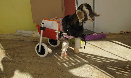Νέα ζωή για το ανάπηρο κατσικάκι που διασώθηκε στο Ναύπλιο! (Vid)