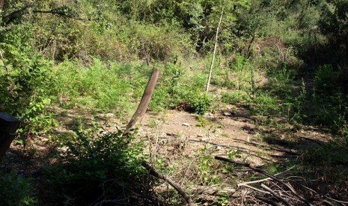 1184 χασισόδεντρα ξετρύπωσαν οι αρχές στη Λακωνία