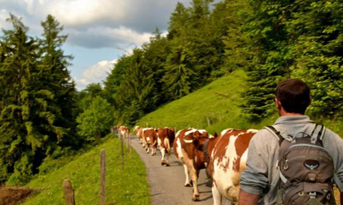 Η Ελβετία ψάχνει για αγρότες με μισθό 3000 ευρώ