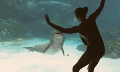Video. Πως να κάνετε ένα δελφίνι να γελάσει;