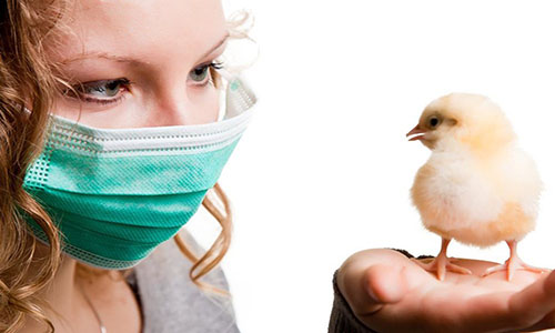 Περιστατικά ύποπτα για γρίπη των πτηνών στον υγρότοπο Μουστού