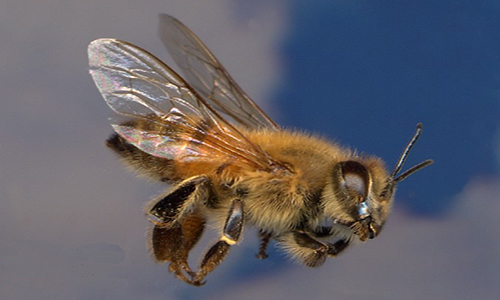 Χιλιάδες ιπτάμενες μέλισσες μεταξύ Ναυπλίου και Μυκηνών