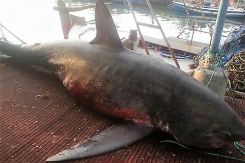 Ο Mr Big καρχαρίας της Κίου, που έγινε εκλεκτός μεζές καλοφαγάδων (pics)