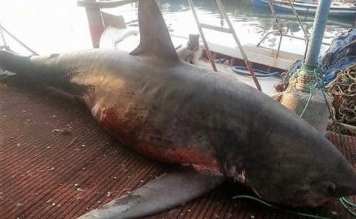 Κανένας κίνδυνος από την επέλαση καρχαριών στη Νέα Κίο