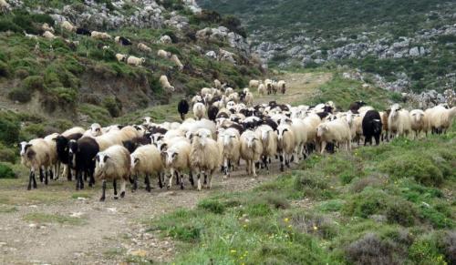 SOS εκπέμπουν οι κτηνοτρόφοι της Πελοποννήσου για τον καταρροϊκό πυρετό