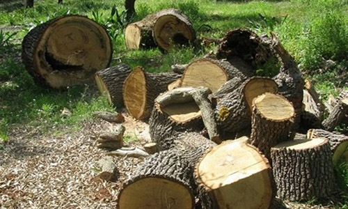 Παππούς έκλεβε ξύλα από χωράφι στην Ερμιονίδα