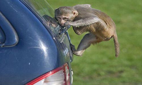 Πουλούσαν μαϊμού αυτοκίνητα στην Αργολίδα