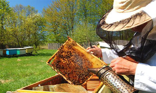 Οικονομική ενίσχυση για τους μελισσοκόμους της Αργολίδας