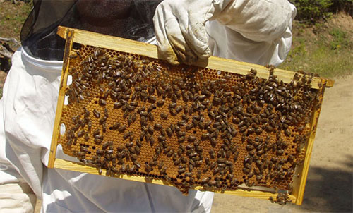 Οικονομική στήριξη σε μελισσοκόμους της Αργολίδας