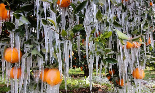 Τι να κάνουν οι αγρότες της Αργολίδας με τα πορτοκάλια;