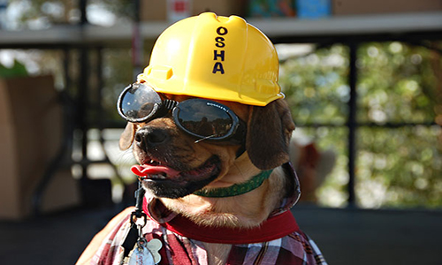 Σκύλοι εργασίας διαγωνίζονται στο Ναύπλιο