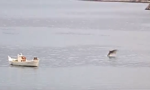 Δελφίνια έσκασαν μύτη στο Τολό (Βίντεο)