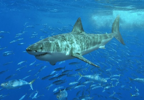 Σκοτώνουν περισσότερο οι λευκοί καρχαρίες ή τα κουνούπια;