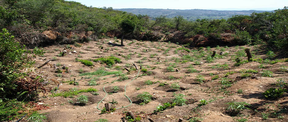 Εντοπίστηκαν 1254 χασισόδεντρα στην Ανατολική Μάνη