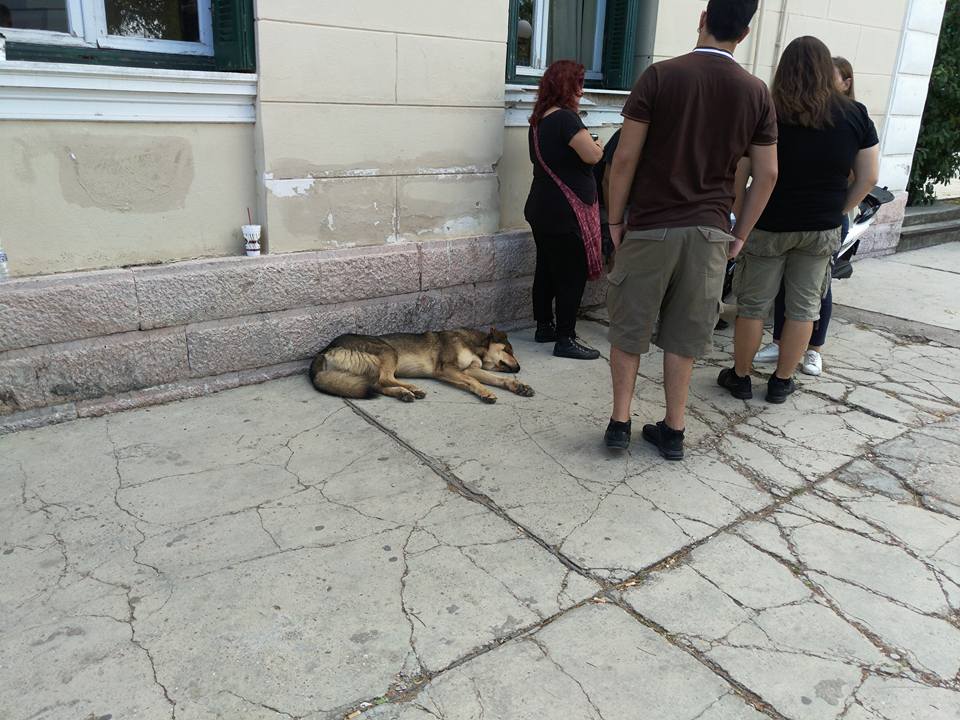 Σκυλιά δικαστήριο Ναυπλίου
