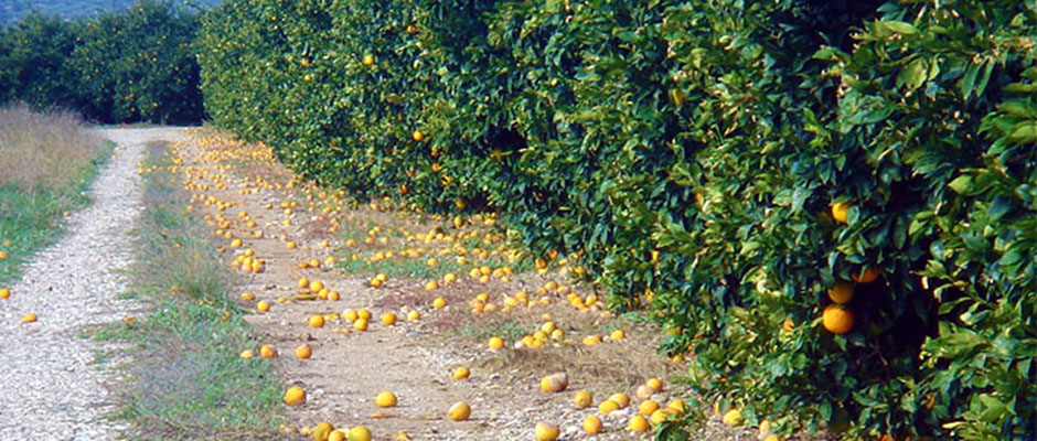 Χαλαζόπτωση πορτοκάλια