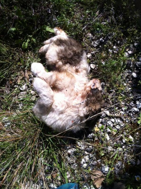 Νεκρή σκυλίτσα και κουτάβια στην λυρκεία