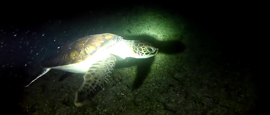Θαλάσσια χελώνα στο Τολό