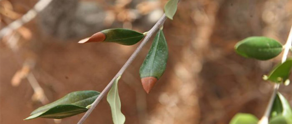 Καταστροφικό βακτήριο απειλεί τα Ελληνικά ελαιόδεντρα