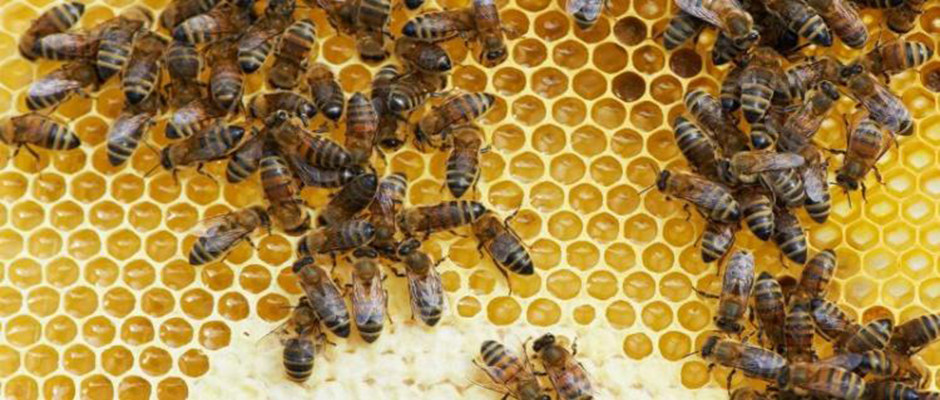 Δηλώσεις Διαχείμασης για τους μελισσοκόμους της Αργολίδας