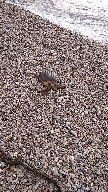 Θαλάσσια χελώνα στην Αρβανιτιά