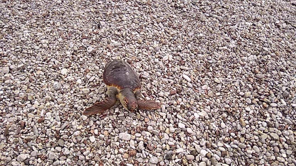 Θαλάσσια χελώνα στην Αρβανιτιά