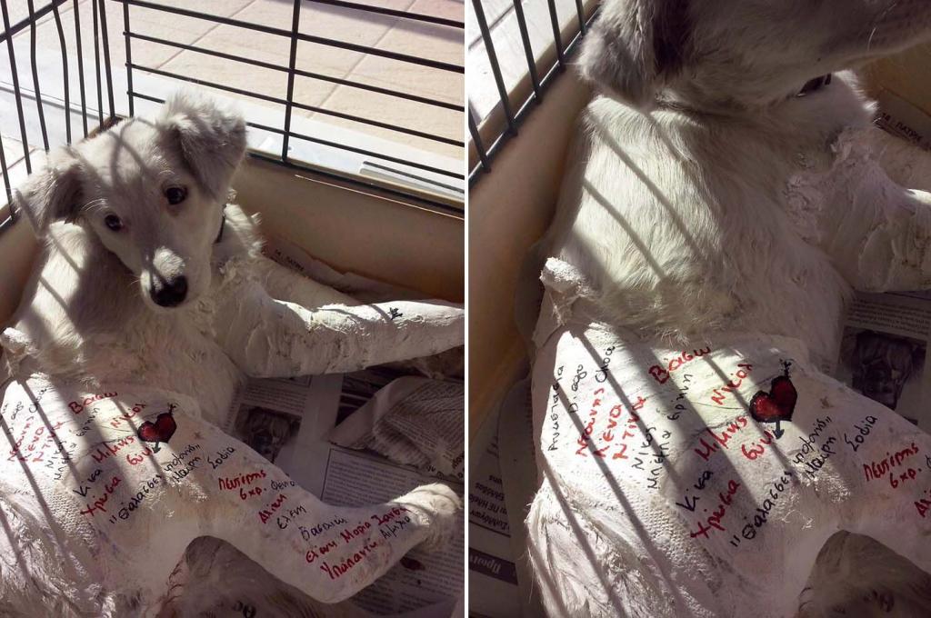 Η ποινή για το σκυλί που έπεσε από το μπαλκόνι στο Άργος