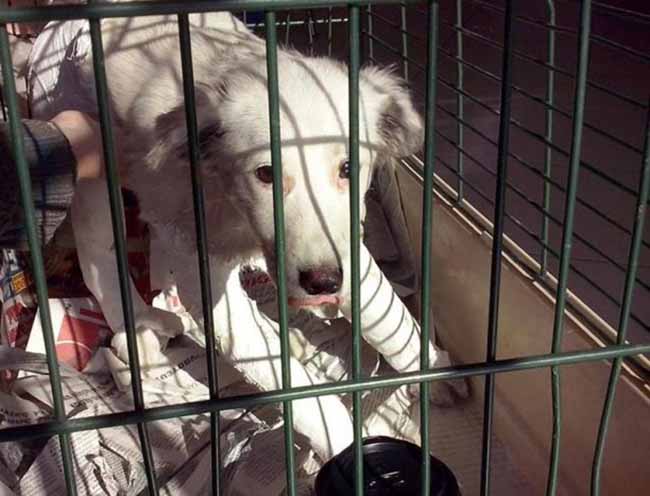 Η ποινή για το σκυλί που έπεσε από το μπαλκόνι στο Άργος