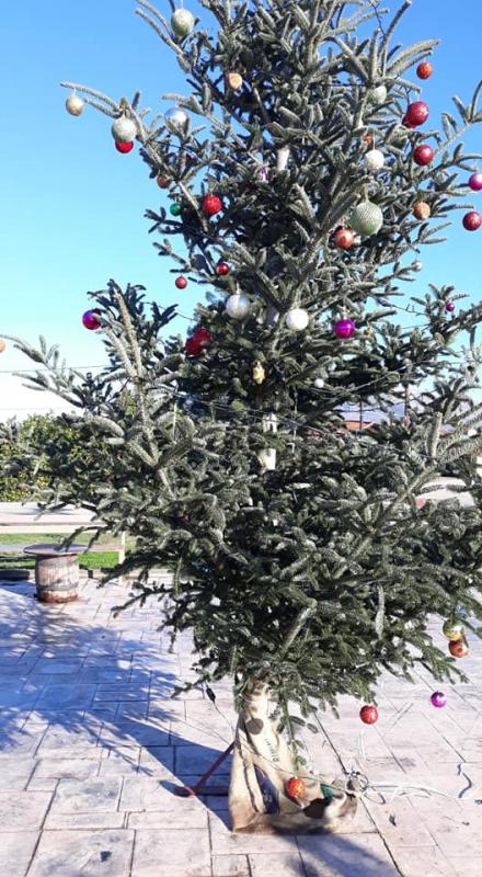 Χριστουγεννιάτικο Δέντρο Κουρτάκι