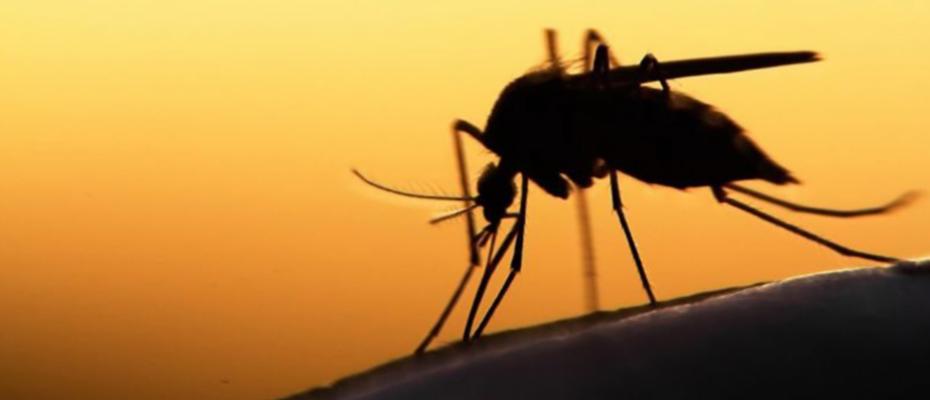 Καταπολέμηση κουνουπιών Περιφέρεια Πελοποννήσου