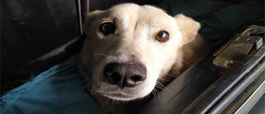Ασυνείδητος πυροβόλησε σκυλίτσα στο Άργος