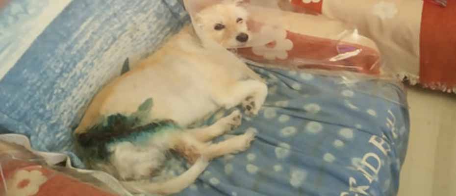 Τραυματισμένο σκυλάκι Ναύπλιο