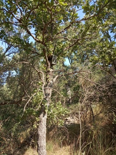 Κάμερα σε δέντρο