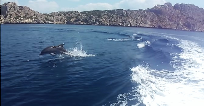 Κολυμπώντας με τους αγγέλους των θαλασσών.  Τα ρινοδέλφινα μάγεψαν τους ανθρώπους