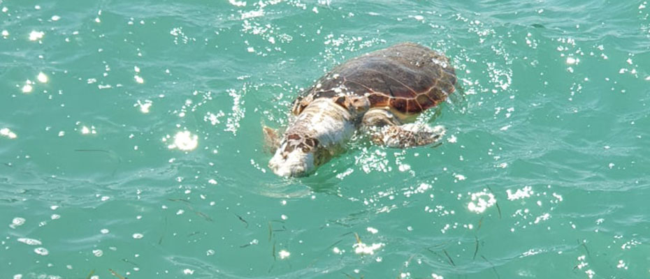 14.000,00 € σε ιδιώτη για να μαζεύει νεκρές χελώνες και να καθαρίζει ακτές σε Ναύπλιο, Τολό, Νέα Κίος, Βιβάρι