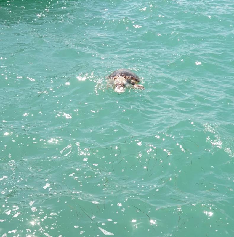 Νεκρή χελώνα στο λιμάνι του Ναυπλίου