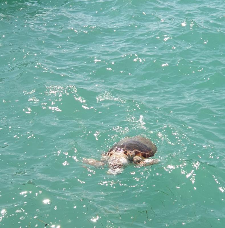 Νεκρή χελώνα στο λιμάνι του Ναυπλίου