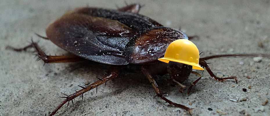 Γιατί οι κατσαρίδες σουλατσάρουν ανενόχλητες στο Ναύπλιο;