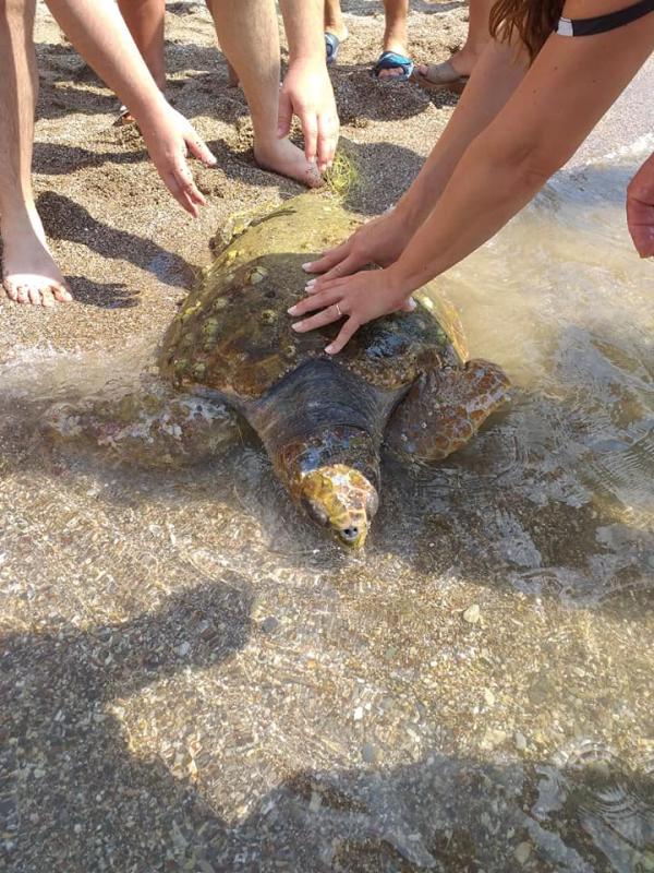 Καρέ – καρέ όλη η «επιχείρηση» διάσωσης θαλάσσιας χελώνας στην Καραθώνα(Vid, Pics)