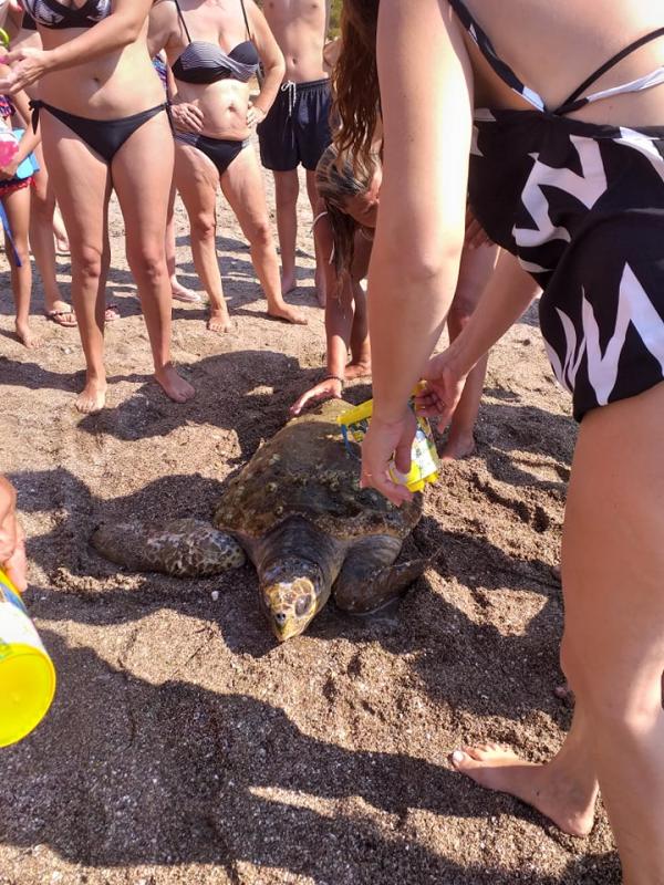 Καρέ – καρέ όλη η «επιχείρηση» διάσωσης θαλάσσιας χελώνας στην Καραθώνα(Vid, Pics)