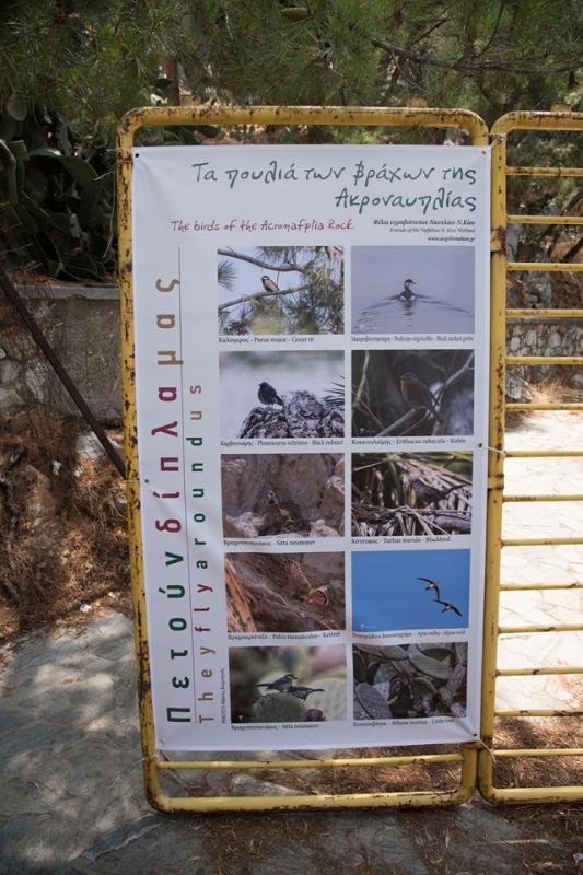 Γνωριμία με τα πουλιά της Ακροναυπλίας και του υγροβιότοπου Ναυπλίου – Ν. Κίου