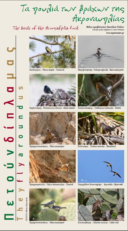 Γνωριμία με τα πουλιά της Ακροναυπλίας και του υγροβιότοπου Ναυπλίου – Ν. Κίου