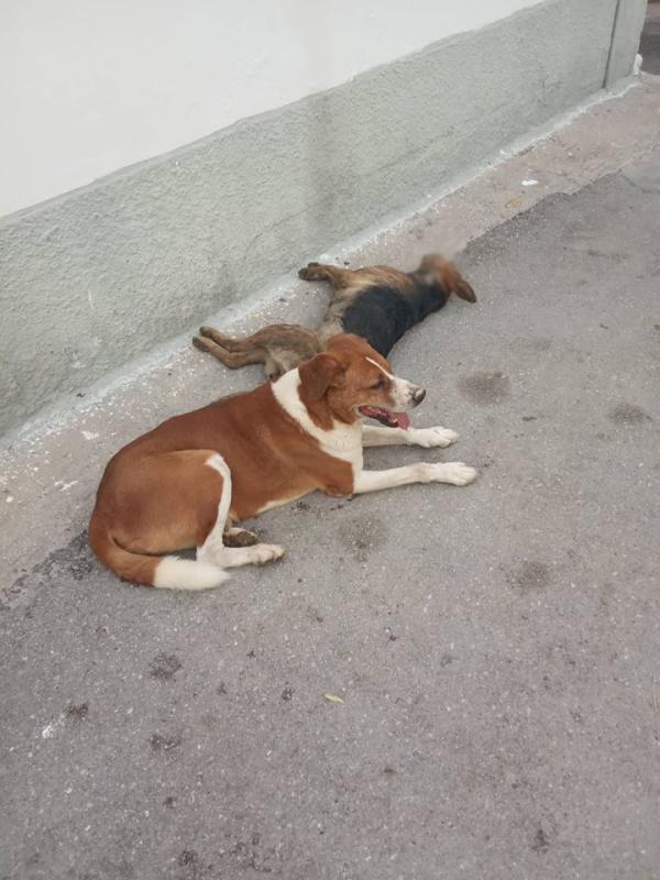 Αργολίδα: Εξόντωσαν μαζικά με φρικτό θάνατο σκύλους δίπλα σε παιδική χαρά!