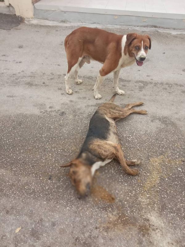 Αργολίδα: Εξόντωσαν μαζικά με φρικτό θάνατο σκύλους δίπλα σε παιδική χαρά!