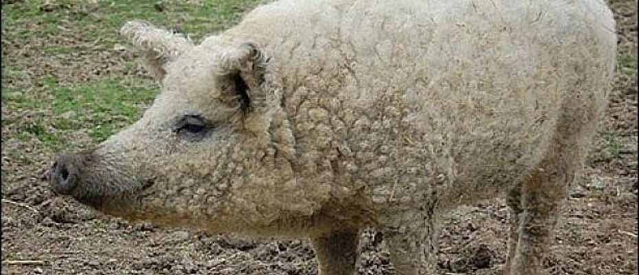 Μετράνε πρόβατα και γουρούνια στην Περιφέρεια