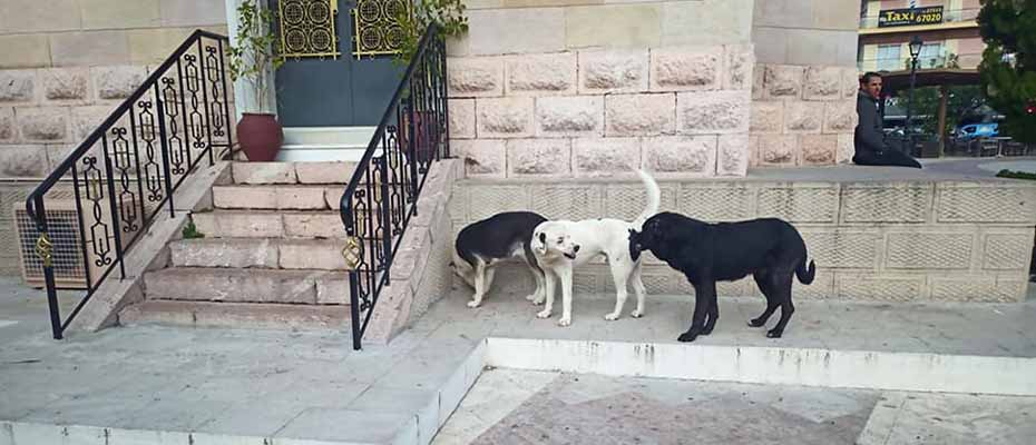 Σκυλιά παραμονή πρωτοχρονιάς στο Άργος
