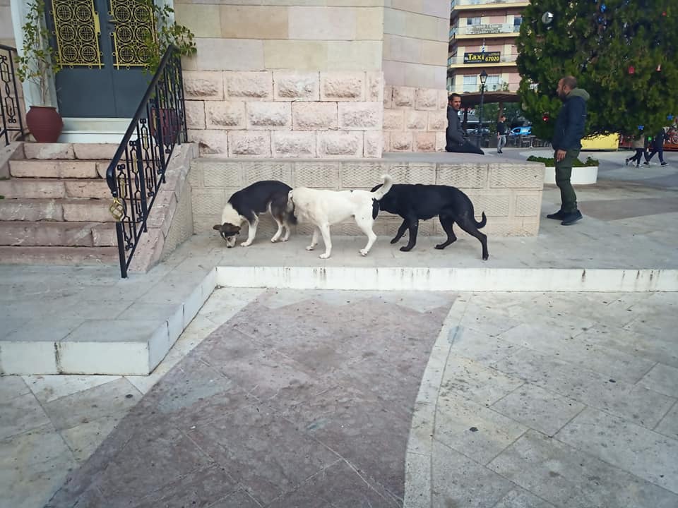 Σκυλιά παραμονή πρωτοχρονιάς στο Άργος