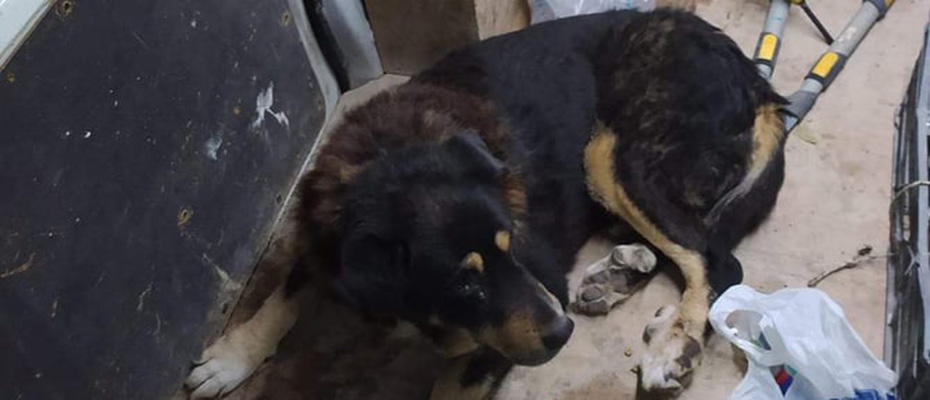 Αυτός είναι ο σκύλος που τρομοκράτησε το Ναύπλιο και έστειλε δύο στο νοσοκομείο