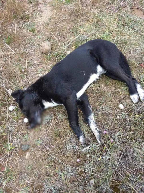 Μακελειό στο Λουτράκι: Eξι σκυλιά βρήκαν τραγικό θάνατο από φόλες