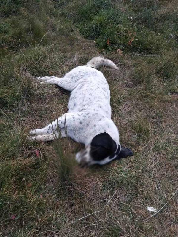Μακελειό στο Λουτράκι: Eξι σκυλιά βρήκαν τραγικό θάνατο από φόλες